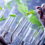 Scientist examine plants