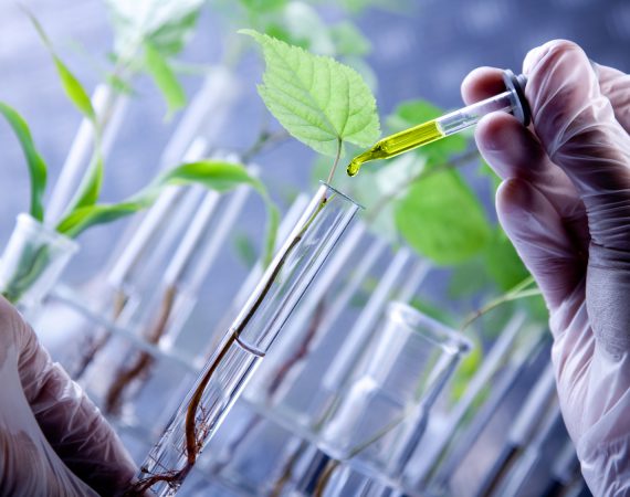 Scientist examine plants